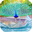 Peacock Feather Live Wallpaper