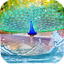 Peacock Feather Live Wallpaper APK