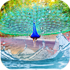 Peacock Feather Live Wallpaper icône