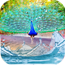 Peacock Feather Live Wallpaper-APK