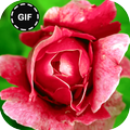 Rose GIF