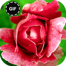 Rose GIF APK