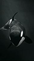 killer whale wallpaper poster