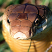 Serpiente Cobra De Rey De LWP