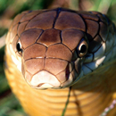 Serpiente Cobra De Rey De LWP APK