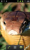 Serpiente Cobra De Rey De LWP captura de pantalla 1