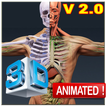 Human Anatomy 3D