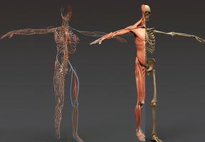 Human Anatomy 3D Affiche