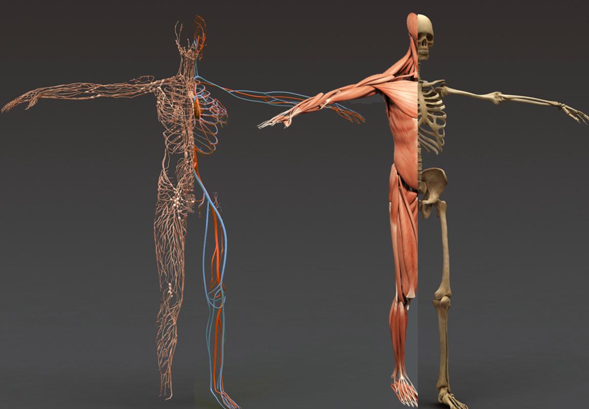 Анатомия человека 1. Анатомия человека. Анатомическая модель человека 3d.