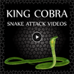 King Cobra Snake - Videos