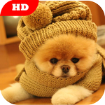 Pomeranian Dog Wallpaper HD APK