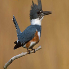 Kicau Burung Kingfisher icône