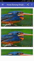 Kicau Burung Kingfisher Affiche