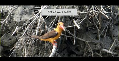 Kingfisher Wallpaper Live capture d'écran 2