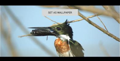 Kingfisher Wallpaper Live capture d'écran 3