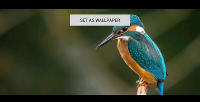 Kingfisher Wallpaper Live capture d'écran 1