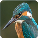 Common Kingfisher Bird Call : Kingfisher Sound-APK
