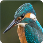 Common Kingfisher Bird Call : Kingfisher Sound-icoon