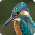 Icona Common Kingfisher Bird Call : Kingfisher Sound