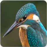 Common Kingfisher Bird Call : Kingfisher Sound icône