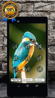 Common Kingfisher Bird Call : Kingfisher Sound Affiche