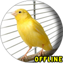 Suara Burung Kenari MP3 - Masteran Kenari Gacor APK