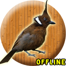 Suara Burung Cililin MP3 APK