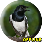 Suara Burung Kacer MP3 Offline icône