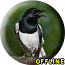 Suara Burung Kacer MP3 Offline APK