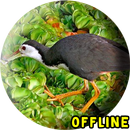 Suara Burung Wak Wak Pikat MP3 APK