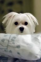 Cute Puppy Wallpapers الملصق