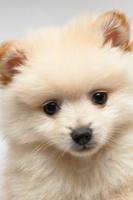 Cute Puppy Wallpapers capture d'écran 1