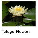 Telugu Flowers APK