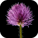 Flowers Animated GIF aplikacja