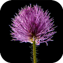 Flowers Animated GIF APK