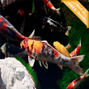koi Fish Live Wallpaper APK