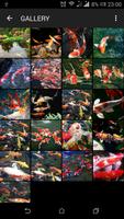 koi Fish Live Wallpaper Affiche
