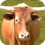 ”Bull: Angry Attack Simulator