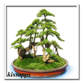 bonsai tree