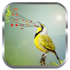Birds Sounds Ringtones APK download
