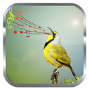 Birds Sounds Ringtones aplikacja