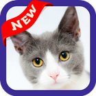 آیکون‌ Kitty Wallpaper