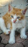 برنامه‌نما Kitty Wallpaper عکس از صفحه