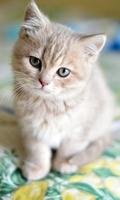 برنامه‌نما Kitty Wallpaper عکس از صفحه