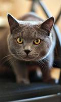 برنامه‌نما Kitty Wallpaper عکس از صفحه