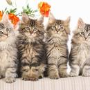 Kittens Wallpaper 2018 Pictures HD Images Free APK