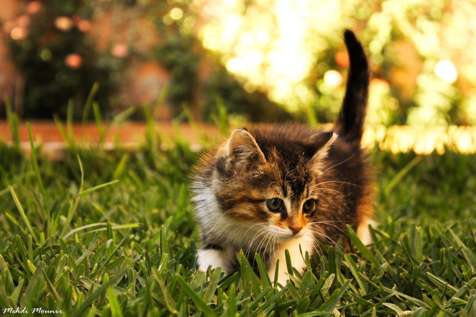 Котики картинки котиков. Красивые котята. Котята фото. Милые котята на природе. Кошки маленькие.