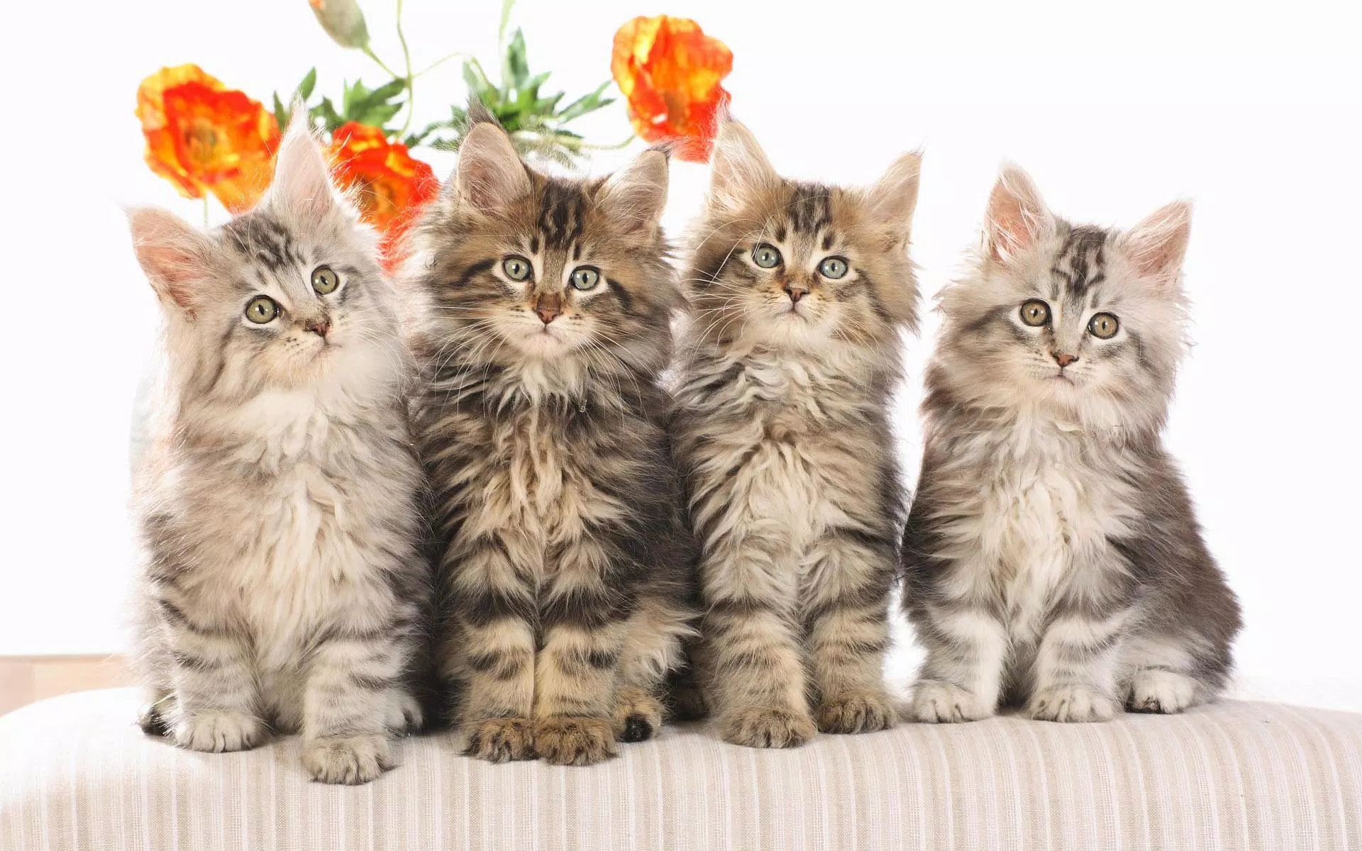 Kittens Wallpaper 2018 Pictures HD Images Free APK for Android Download