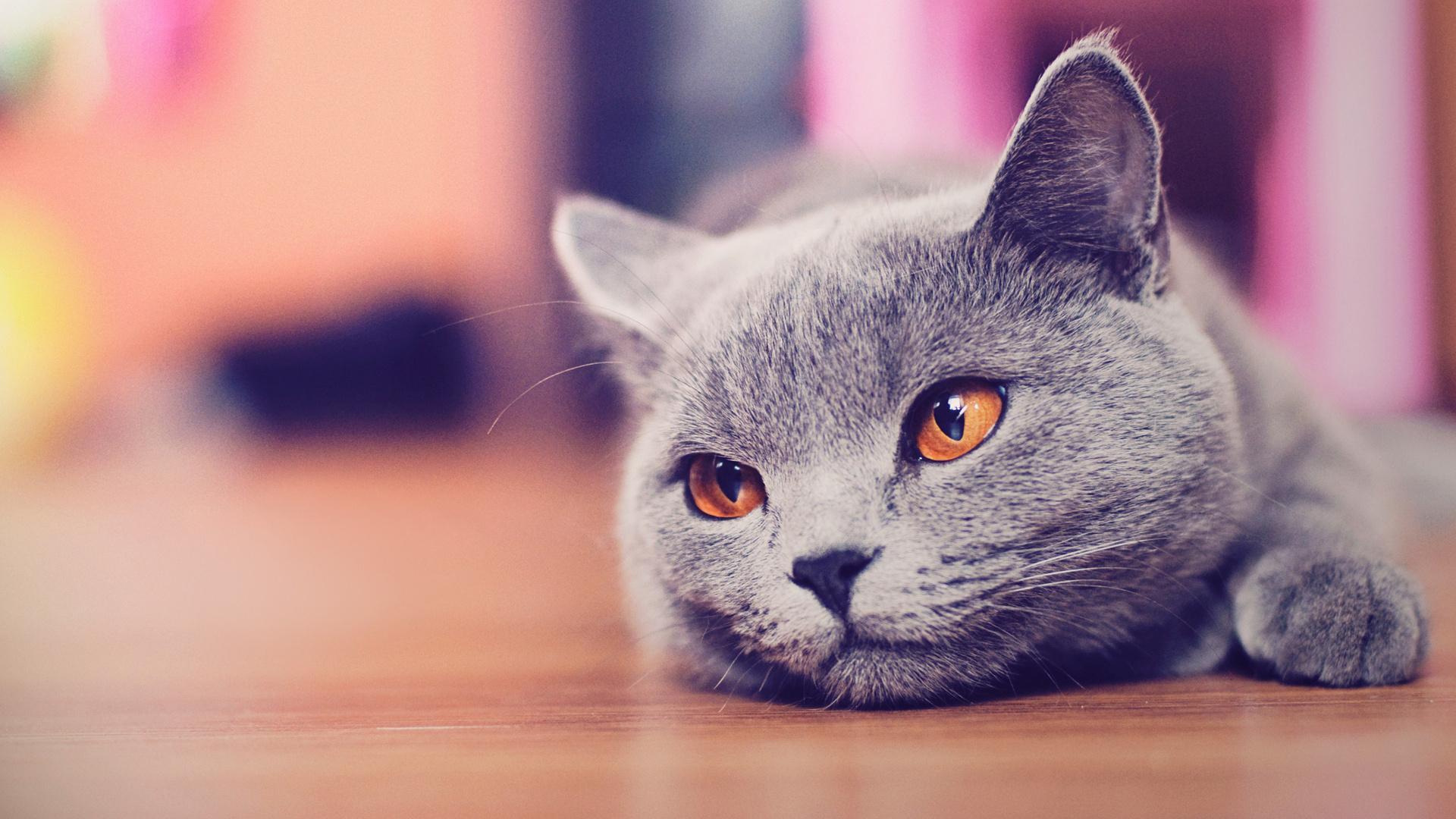 Красивый кот