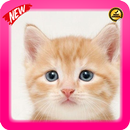 Sweet Kitty Cat APK